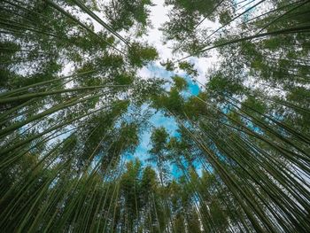 Low angle view of bamboo trees