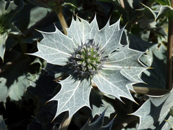Close-up of white flowering plant