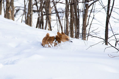 Dog on snow covered field