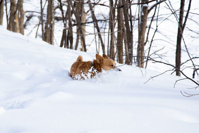 Adult tan and white female welsh corgi diving into fresh snow near the cap-rouge river