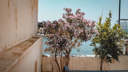 Flowering plants and trees by building against clear sky