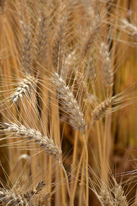 Closeup of ears of golden wheat on the field