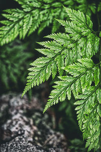 Close-up of pine tree branch