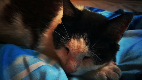 Close-up of cat sleeping on bed at home