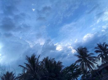 Low angle view of coconut palm trees against blue sky