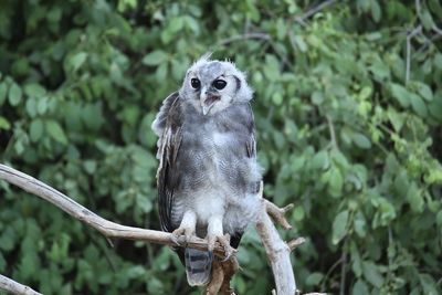 Bird perching on a tree