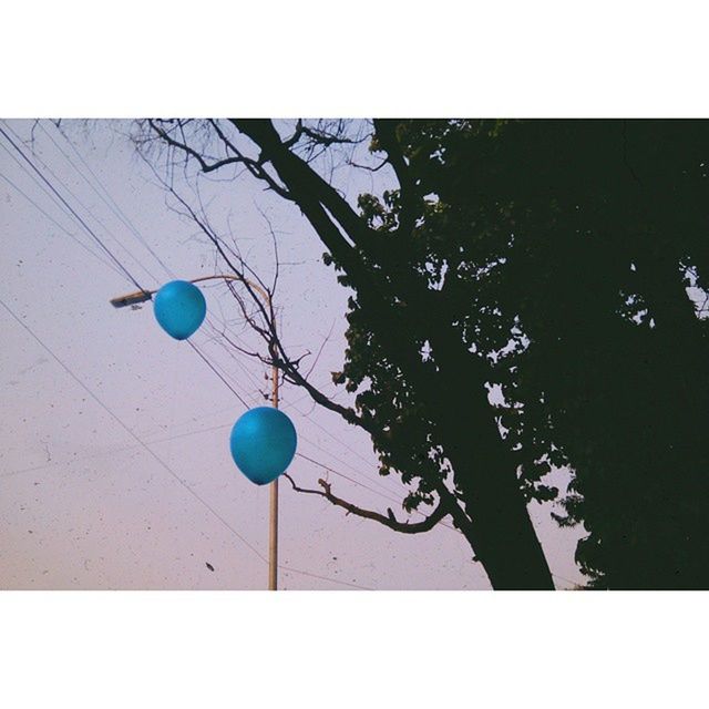 low angle view, tree, hanging, transfer print, auto post production filter, blue, lighting equipment, street light, branch, sky, balloon, decoration, growth, no people, outdoors, day, nature, clear sky, sphere, sunlight