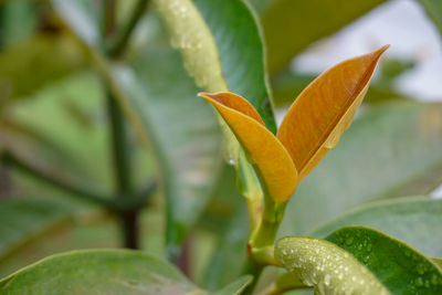 Close-up of wet plant