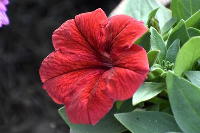 Close-up of red rose flower