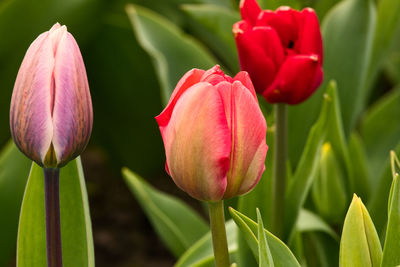 Close-up of pink tulips