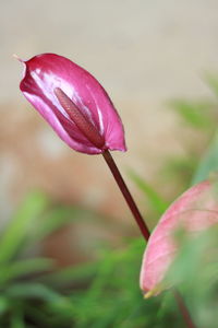 Close-up of pink flower bud