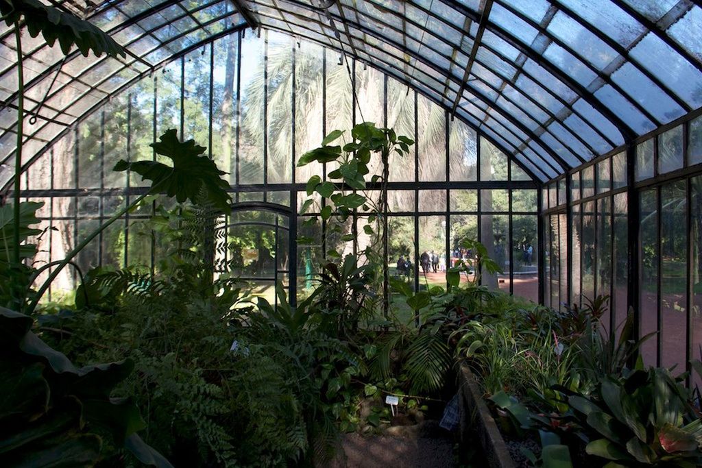 PLANTS GROWING IN GREENHOUSE AT HOME