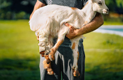 Man holding injured goat