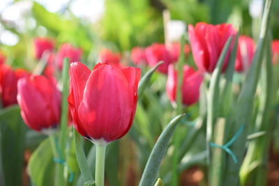 Close-up of red tulips