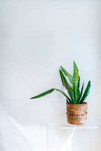 Close-up of plant against white background