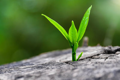 Close-up of small plant growing outdoors