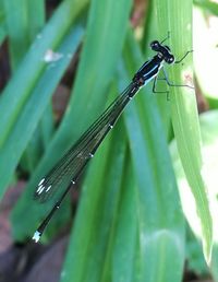 Close-up of damselfly on leaf