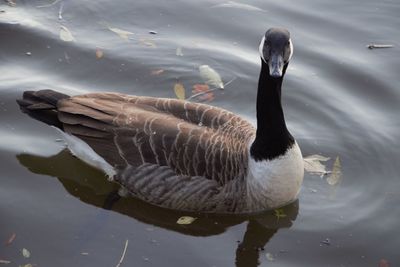 High angle view of duck swimming in lake