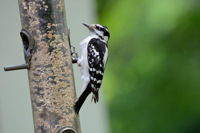 Close-up of bird perching on tree trunk