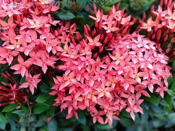 Close-up of red flowering plant