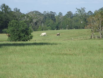 Sheep grazing in a field