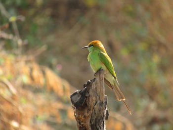 Close-up of bird perching on branch