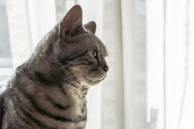 Close-up of a cat looking away