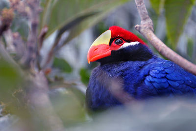 Close-up of bird perching on tree