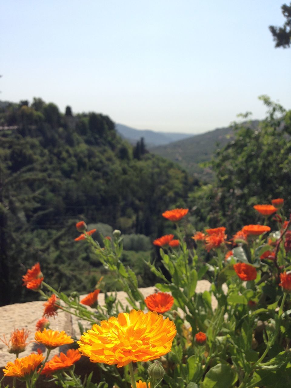 CLOSE-UP OF ORANGE FLOWERING PLANTS ON LAND