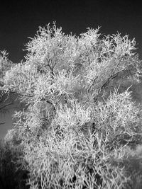 Close-up of grass against sky