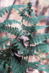 Close-up of lichen on branch