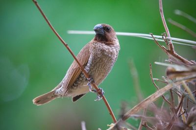 Close-up of bird perching on twig