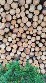 Full frame shot of logs in forest