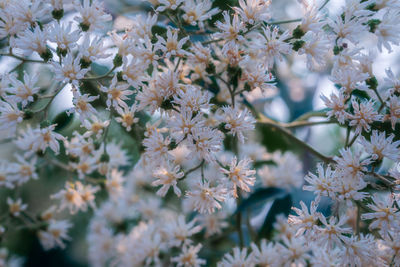 Close-up of white flowering plants