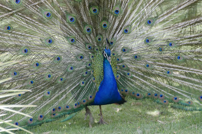 A beautiful peacock