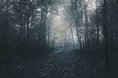 Trees in forest