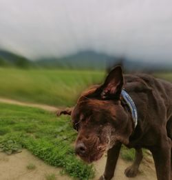 Close-up of dog on field against sky