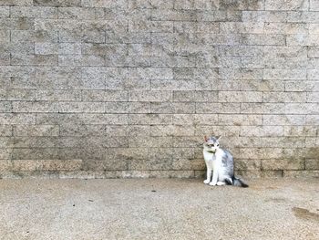 White cat sitting on wall