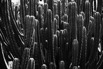 Full frame shot of succulent plants on field
