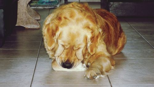 Close-up of dog relaxing on floor