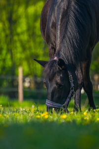 Close-up of horse grazing on field