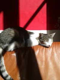 Cat sleeping on bed