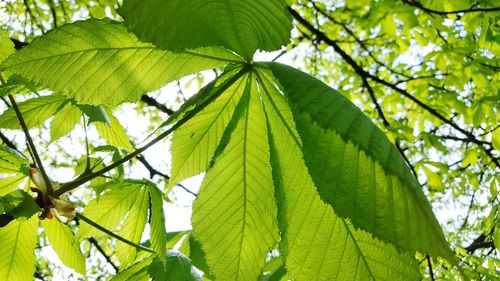 Close-up of chestnut tree leaves