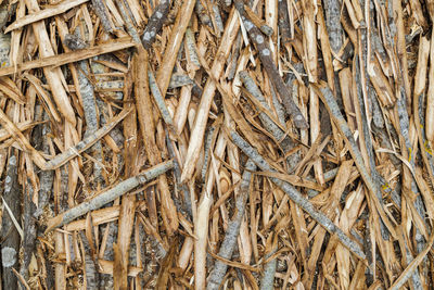 Shavings of aspen bark evenly cover a flat surface, close-up full-frame texture and background