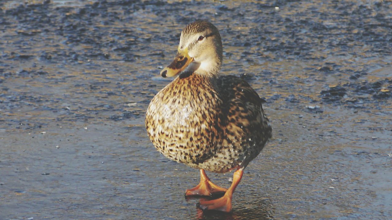 animal themes, animals in the wild, bird, wildlife, one animal, duck, high angle view, beak, perching, nature, full length, close-up, mallard duck, outdoors, day, side view, focus on foreground, no people, water, zoology