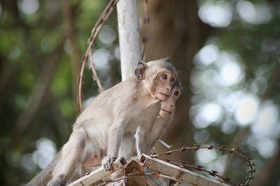 Street monkeys