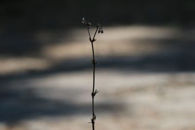 Close-up of dry plant against sky