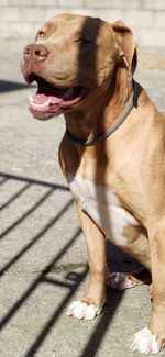 Dog looking away