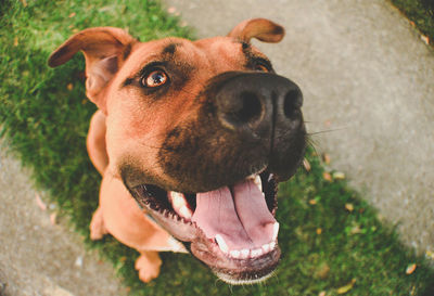 Close-up portrait of dog