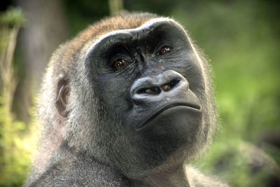 Close-up of gorilla